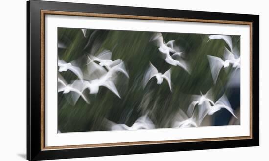 Black-Headed Gulls (Chroicocephalus Ridibundus) Abstract Of Group In Flight-Florian Möllers-Framed Photographic Print