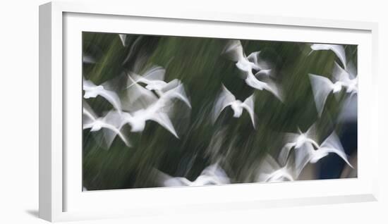 Black-Headed Gulls (Chroicocephalus Ridibundus) Abstract Of Group In Flight-Florian Möllers-Framed Photographic Print