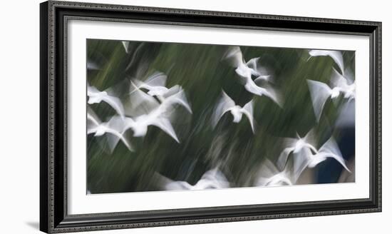 Black-Headed Gulls (Chroicocephalus Ridibundus) Abstract Of Group In Flight-Florian Möllers-Framed Photographic Print