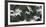 Black-Headed Gulls (Chroicocephalus Ridibundus) Abstract Of Group In Flight-Florian Möllers-Framed Photographic Print