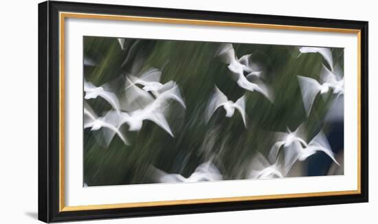 Black-Headed Gulls (Chroicocephalus Ridibundus) Abstract Of Group In Flight-Florian Möllers-Framed Photographic Print