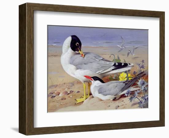 Black Headed Gulls-Archibald Thornburn-Framed Giclee Print