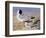 Black Headed Gulls-Archibald Thornburn-Framed Giclee Print