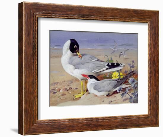 Black Headed Gulls-Archibald Thornburn-Framed Giclee Print