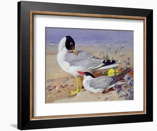 Black Headed Gulls-Archibald Thornburn-Framed Giclee Print