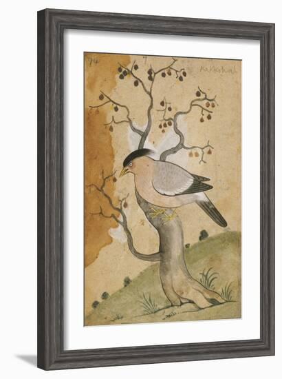 Black Headed Myna on a Tree-Trunk, India, 19th Century-null-Framed Giclee Print