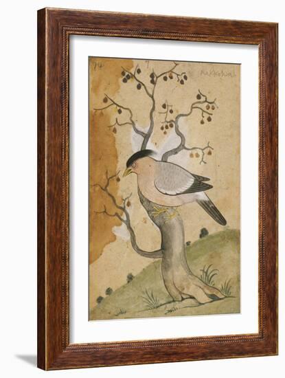 Black Headed Myna on a Tree-Trunk, India, 19th Century-null-Framed Giclee Print