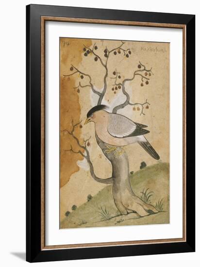 Black Headed Myna on a Tree-Trunk, India, 19th Century-null-Framed Giclee Print