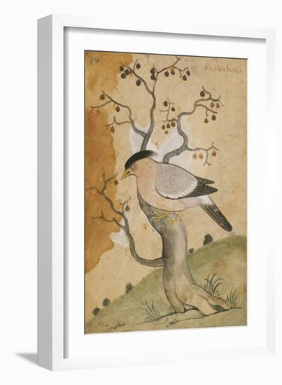 Black Headed Myna on a Tree-Trunk, India, 19th Century-null-Framed Giclee Print