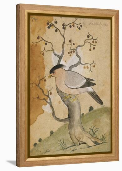 Black Headed Myna on a Tree-Trunk, India, 19th Century-null-Framed Premier Image Canvas