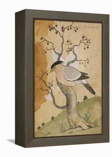 Black Headed Myna on a Tree-Trunk, India, 19th Century-null-Framed Premier Image Canvas