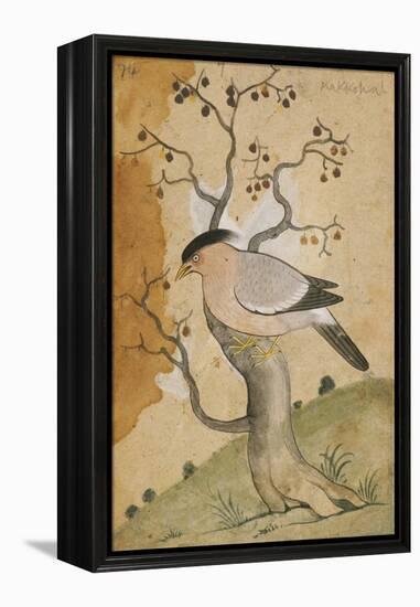 Black Headed Myna on a Tree-Trunk, India, 19th Century-null-Framed Premier Image Canvas