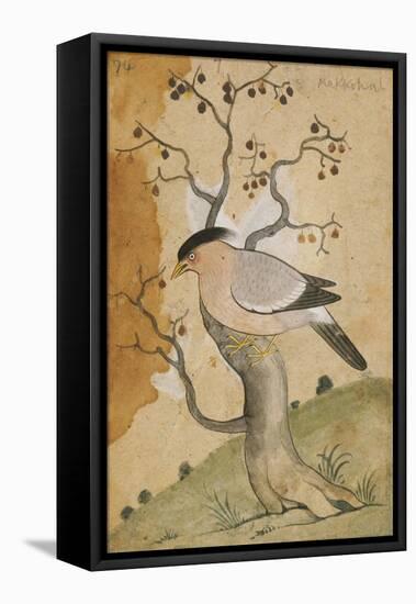 Black Headed Myna on a Tree-Trunk, India, 19th Century-null-Framed Premier Image Canvas