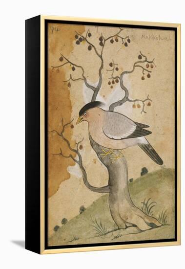 Black Headed Myna on a Tree-Trunk, India, 19th Century-null-Framed Premier Image Canvas