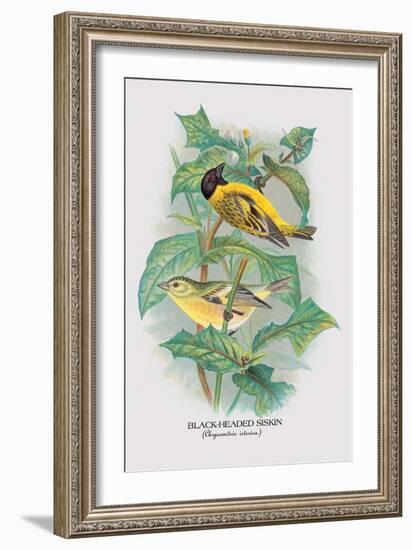 Black-Headed Siskin-Arthur G. Butler-Framed Art Print