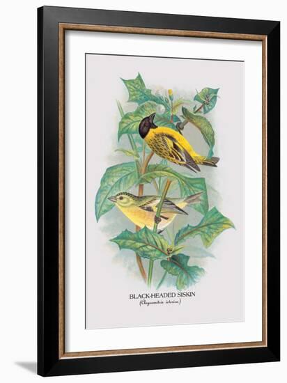 Black-Headed Siskin-Arthur G. Butler-Framed Art Print