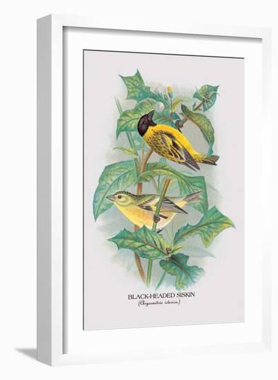 Black-Headed Siskin-Arthur G. Butler-Framed Art Print