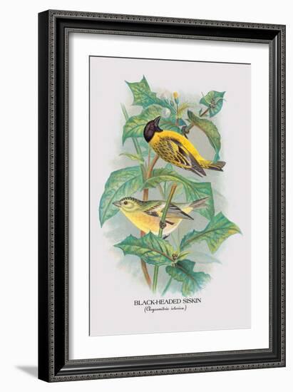 Black-Headed Siskin-Arthur G. Butler-Framed Art Print