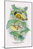 Black-Headed Siskin-Arthur G. Butler-Mounted Art Print