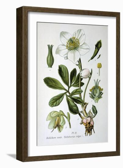 Black Hellebore, 1893-null-Framed Giclee Print