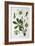 Black Hellebore, 1893-null-Framed Giclee Print