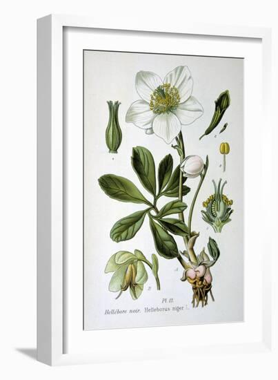 Black Hellebore, 1893-null-Framed Giclee Print