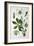 Black Hellebore, 1893-null-Framed Giclee Print