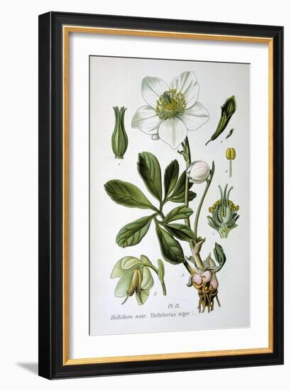 Black Hellebore, 1893-null-Framed Giclee Print