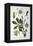 Black Hellebore, 1893-null-Framed Premier Image Canvas