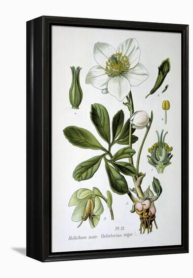 Black Hellebore, 1893-null-Framed Premier Image Canvas