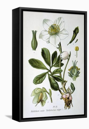 Black Hellebore, 1893-null-Framed Premier Image Canvas