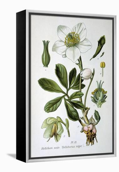 Black Hellebore, 1893-null-Framed Premier Image Canvas