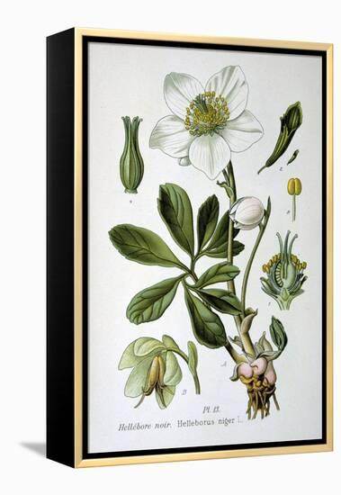 Black Hellebore, 1893-null-Framed Premier Image Canvas