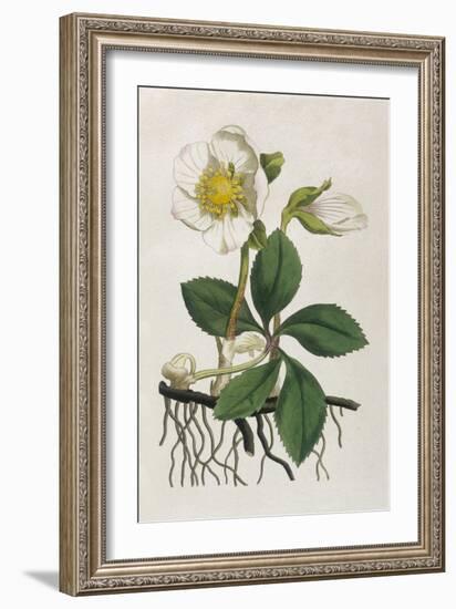 Black Hellebore or Christmas Rose Used to Cure Mental Afflictions Since 1400 Bc-William Curtis-Framed Premium Giclee Print