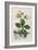 Black Hellebore or Christmas Rose Used to Cure Mental Afflictions Since 1400 Bc-William Curtis-Framed Premium Giclee Print