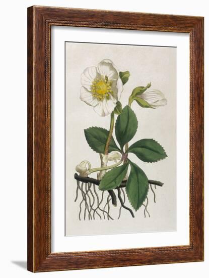 Black Hellebore or Christmas Rose Used to Cure Mental Afflictions Since 1400 Bc-William Curtis-Framed Premium Giclee Print