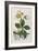 Black Hellebore or Christmas Rose Used to Cure Mental Afflictions Since 1400 Bc-William Curtis-Framed Premium Giclee Print