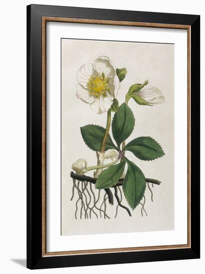 Black Hellebore or Christmas Rose Used to Cure Mental Afflictions Since 1400 Bc-William Curtis-Framed Premium Giclee Print