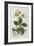 Black Hellebore or Christmas Rose Used to Cure Mental Afflictions Since 1400 Bc-William Curtis-Framed Premium Giclee Print