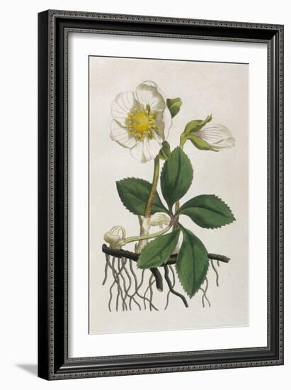 Black Hellebore or Christmas Rose Used to Cure Mental Afflictions Since 1400 Bc-William Curtis-Framed Premium Giclee Print