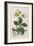 Black Hellebore or Christmas Rose Used to Cure Mental Afflictions Since 1400 Bc-William Curtis-Framed Premium Giclee Print