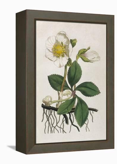 Black Hellebore or Christmas Rose Used to Cure Mental Afflictions Since 1400 Bc-William Curtis-Framed Stretched Canvas