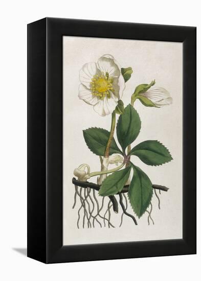 Black Hellebore or Christmas Rose Used to Cure Mental Afflictions Since 1400 Bc-William Curtis-Framed Stretched Canvas