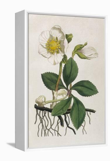 Black Hellebore or Christmas Rose Used to Cure Mental Afflictions Since 1400 Bc-William Curtis-Framed Stretched Canvas