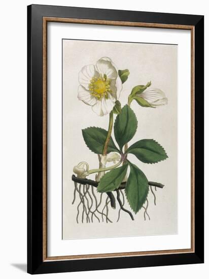 Black Hellebore or Christmas Rose Used to Cure Mental Afflictions Since 1400 Bc-William Curtis-Framed Art Print