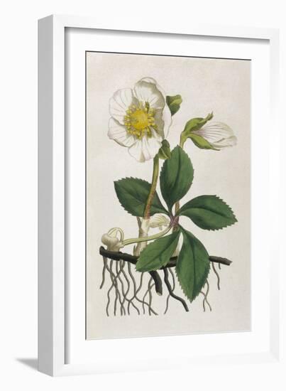 Black Hellebore or Christmas Rose Used to Cure Mental Afflictions Since 1400 Bc-William Curtis-Framed Art Print