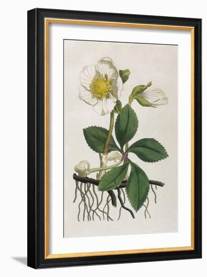 Black Hellebore or Christmas Rose Used to Cure Mental Afflictions Since 1400 Bc-William Curtis-Framed Art Print