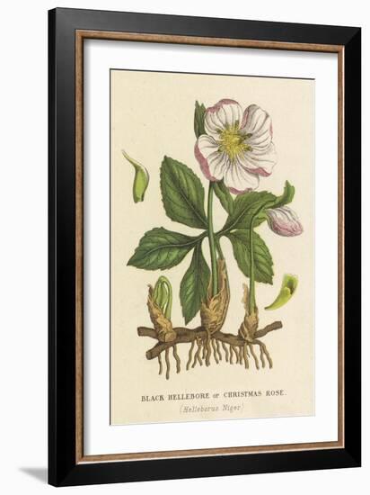 Black Hellebore, or Christmas Rose-null-Framed Art Print