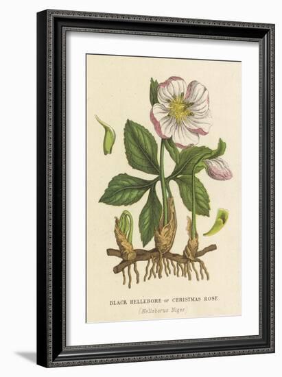 Black Hellebore, or Christmas Rose-null-Framed Art Print