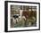 Black Hereford-Alex Williams-Framed Giclee Print